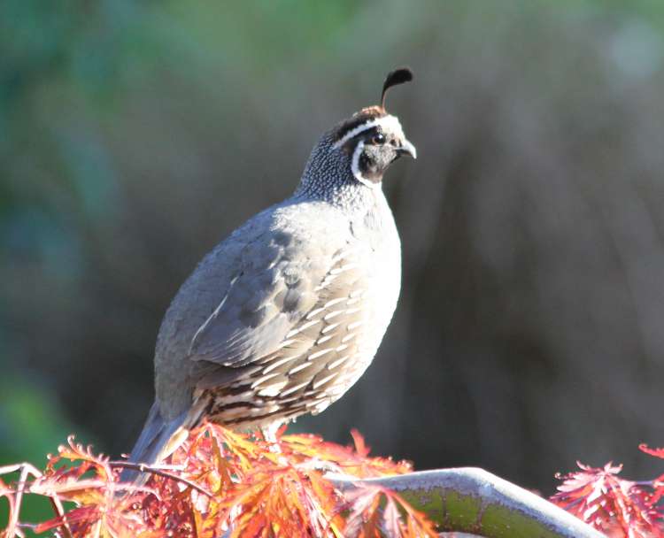 California Quail Catching Midday Sun